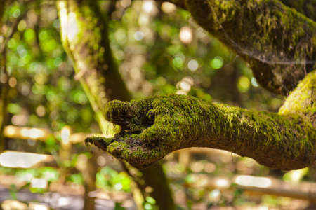 Tree like a hand at rainforest - La Gomera - Canary islands - Spainの写真素材