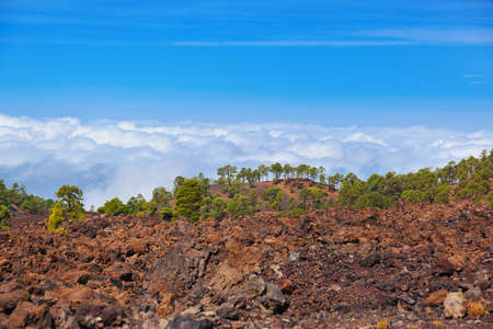 Trees over clouds at volcano Teide in Tenerife island - Canary Spainの写真素材