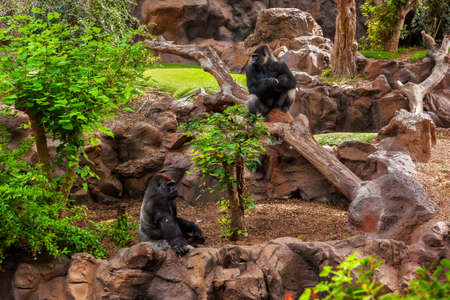 Gorilla monkey in park at Tenerife Canary - animal background