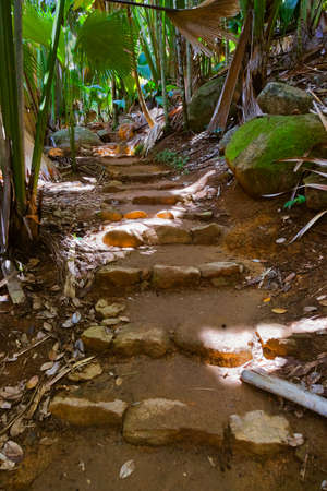 Pathway in jungle - Vallee de Mai - Seychelles - travel backgroundの写真素材