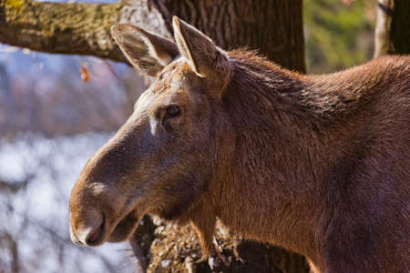 Elk - zoo in Innsbruck Austria - animal backgroundの写真素材