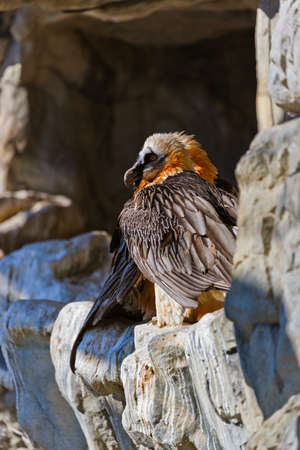 Eagle in Innsbruck Austria 