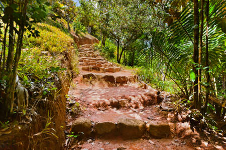 Pathway in jungle - Vallee de Mai - Seychelles - travel backgroundの写真素材