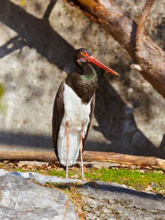 Black stork - zoo in Innsbruck Austria - animal backgroundの写真素材