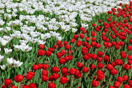 Red and white flowers - nature backgroundの写真素材