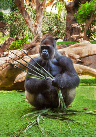 Gorilla monkey in park at Tenerife Canary - animal backgroundの写真素材