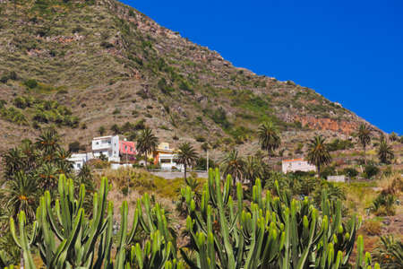Cactus in La Gomera island - Canary Spainの写真素材
