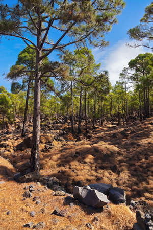Forest near volcano Teide in Tenerife island - Canary Spainの写真素材