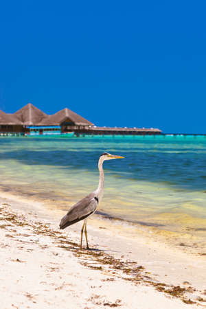 Heron on Maldives beach - nature backgroundの写真素材