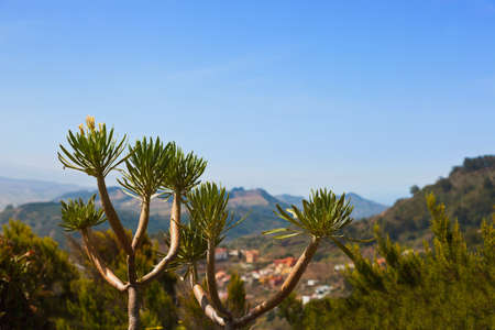 Mountains in Tenerife island - Canary Spainの写真素材