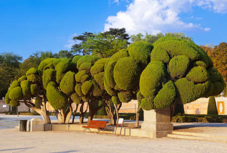 Trees at Retiro park - Madrid Spainの写真素材