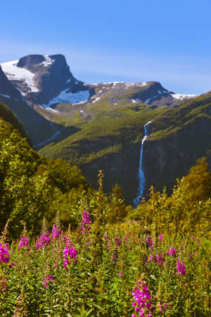 Meadow near Briksdal glacier - Norway - nature and travel backgroundの写真素材