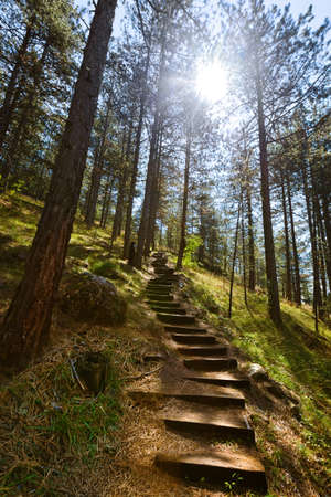 Footpath in forest - Sarganska Osmica (Shargan eight) - Serbia - travel background