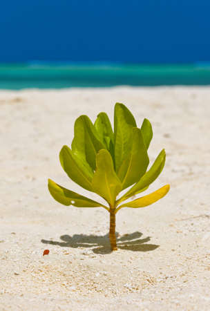 Tropical Maldives island - nature travel background