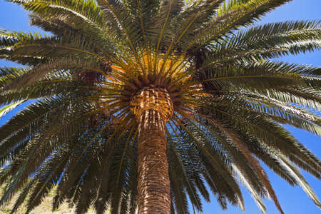 Palm in La Gomera island - Canary Spainの写真素材