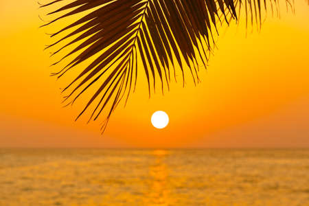 Palm leaf and sunset - vacation backgroundの写真素材