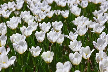 White flowers - nature backgroundの写真素材