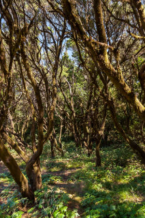 Rainforest in Garajonay National Park - La Gomera - Canary islands - Spainの写真素材