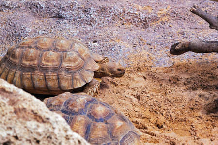 Big turtle in zoo - animal backgroundの写真素材