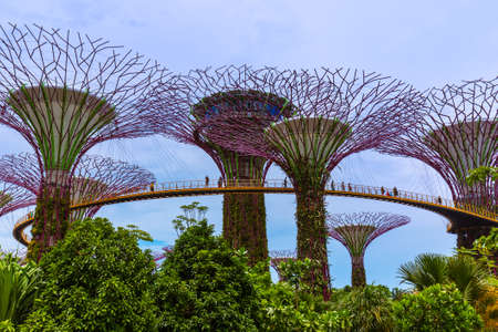 Park Gardens by the Bay in Singapore - nature and travel background