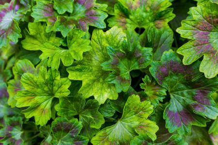Green foliage - nature background