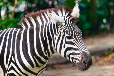 Zebra in park - animal background