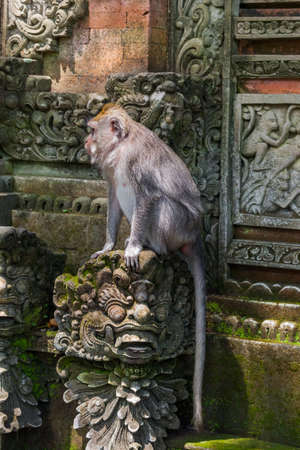 Monkey in forest park in Ubud - Bali Indonesia - animal backgroundの写真素材