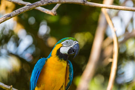 Parrot in Bali Island, Indonesiaの写真素材