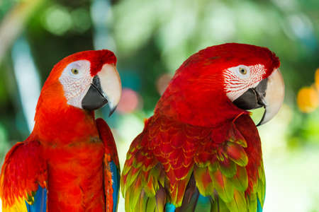 Parrots in Bali Island, Indonesia
