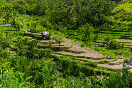 Rice fields on Bali island Indonesia