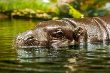 Hippo in water - animal background