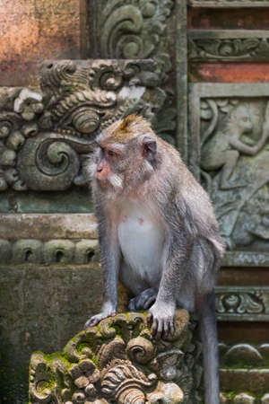 Monkey in forest park in Ubud - Bali Indonesia - animal background