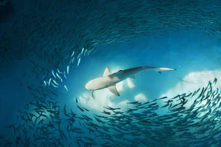 Shark and small fishes in ocean - nature background