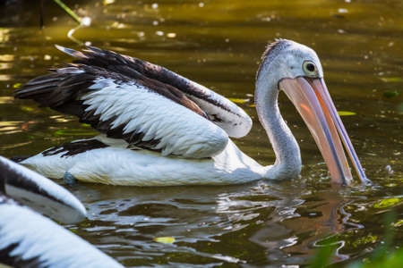 Pelican in Bali Island Indonesia - nature backgroundの写真素材