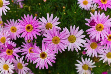 Purple flowers - nature floral background