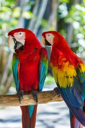 Parrots in Bali Island Indonesia - nature backgroundの写真素材