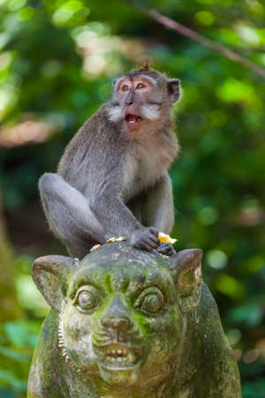 Monkey in forest park in Ubud - Bali Indonesia - animal backgroundの写真素材
