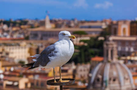 Seagull and Rome Italy cityscape - architecture backgroundの写真素材