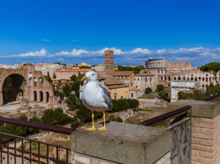 Seagull and Roman ruins in Rome Italy - architecture backgroundの写真素材