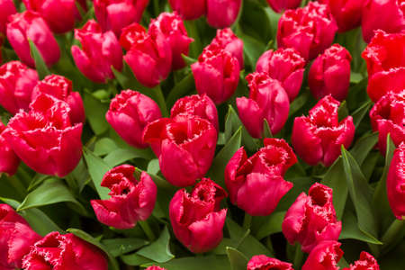 Red flowers - nature floral backgroundの写真素材