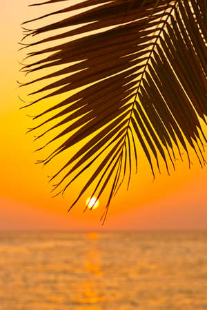Palm leaf and sunset - vacation backgroundの写真素材