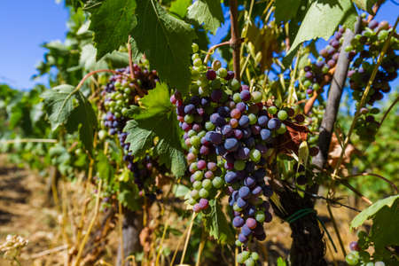 Ripe grapes in the Tuscany Italy - nature background
