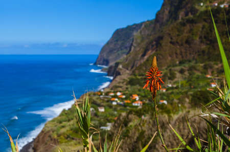 Flowers on coast in Boaventura - Madeira Portugal - travel backgroundの写真素材