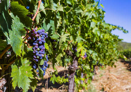 Ripe grapes in the Tuscany Italy - nature backgroundの写真素材