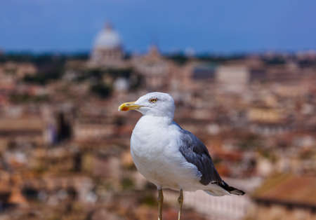Seagull and Rome Italy cityscape - architecture backgroundの写真素材