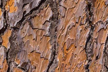 Texture of pine tree bark - nature background