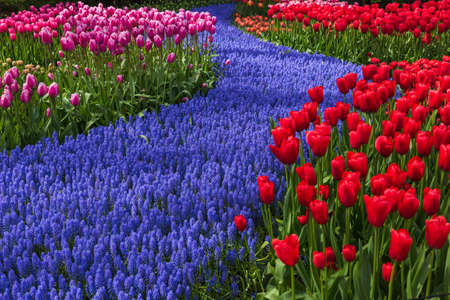 Flowers in garden Keukenhof Netherlands - nature backgroundの写真素材