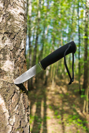 Knife stuck into a tree in forestの写真素材