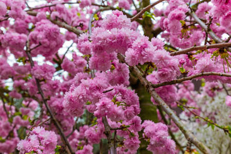 Sakura flower - nature floral backgroundの写真素材