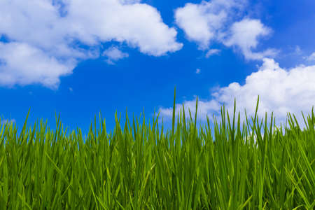 Grass and cloudy sky - abstract nature backgroundの写真素材